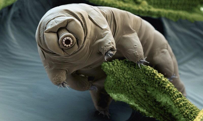 a tardigrade on moss