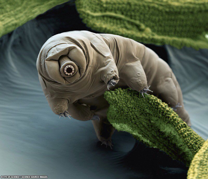 a tardigrade on moss