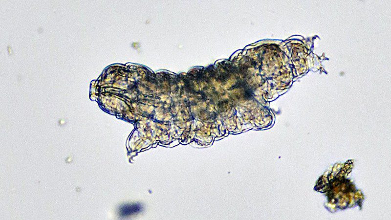 a tardigrade under the microscope