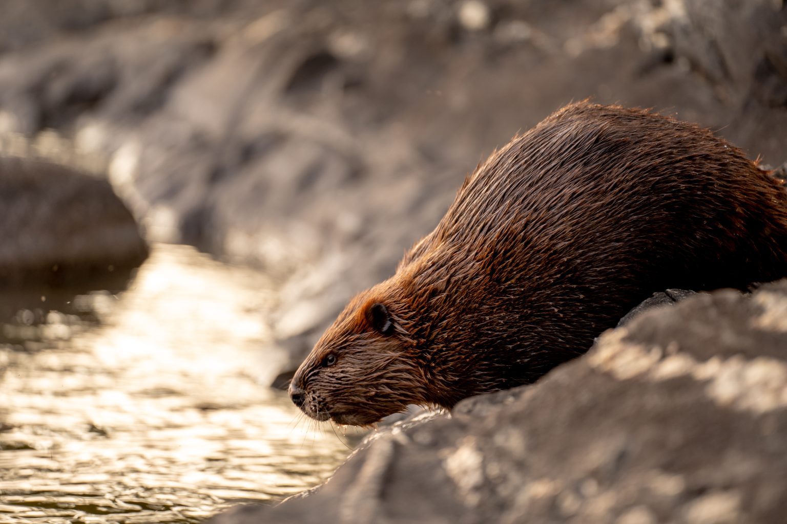 10 Fun Facts About Beavers - Fact City