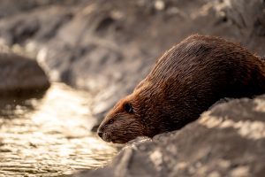 a beaver at the waters edge