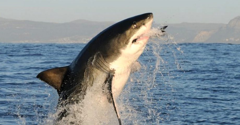 shark attacking fish
