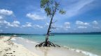 Havelock Island, Andaman Sea, Andaman and Nicobar Islands, India