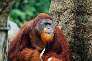 Orangutan Facts