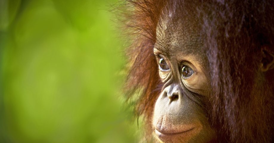 fun facts about orangutans