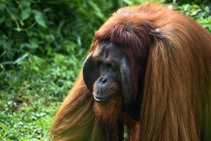 Interesting facts about Orangutangs