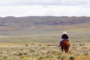 Cattle rancher on horseback in Montana