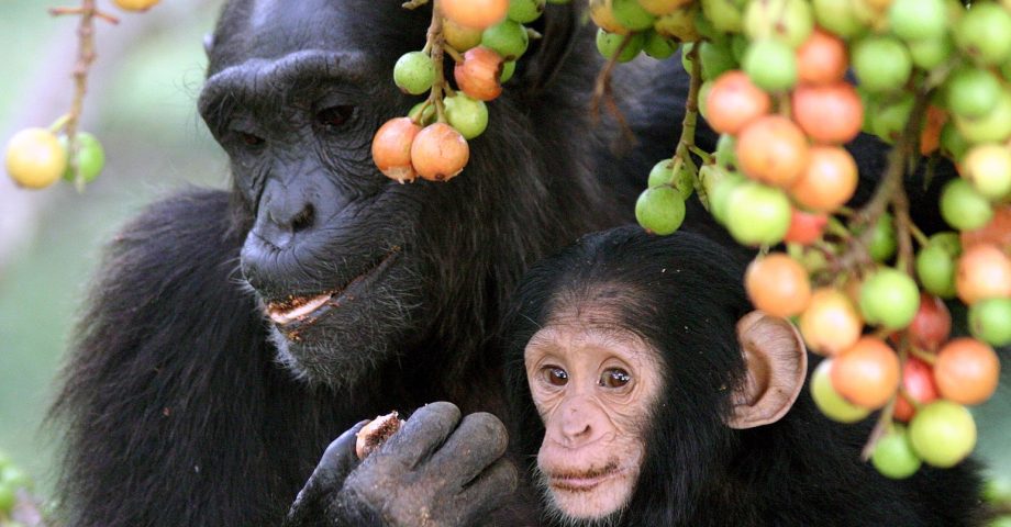 Chimpanzees