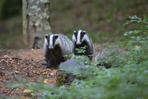 fun facts about badgers