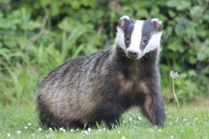 interesting facts about badgers
