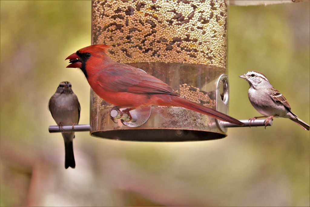 Bird feeders for February