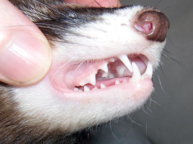 Ferret dentition