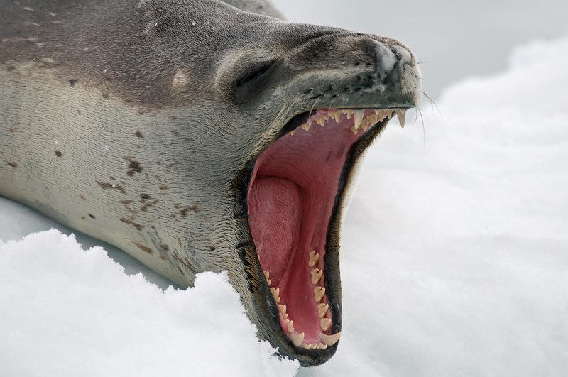 leopard seal teeth