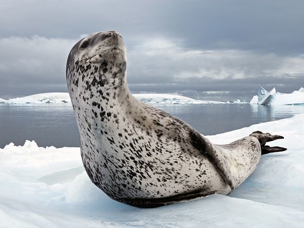leopard seal on ice