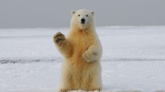 International Polar Bear day