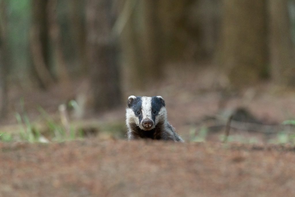 fun facts about badgers