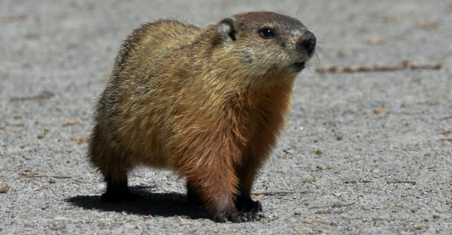 National Groundhog Day - February 2nd