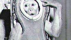 Space monkey Sam