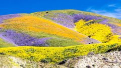 superbloom in 2017