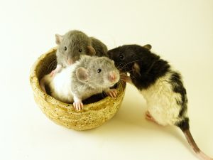 Rats love to be tickled!