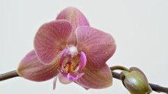 orchid flower