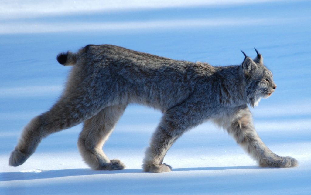 Canadian Lynx walking