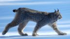 Canadian Lynx walking