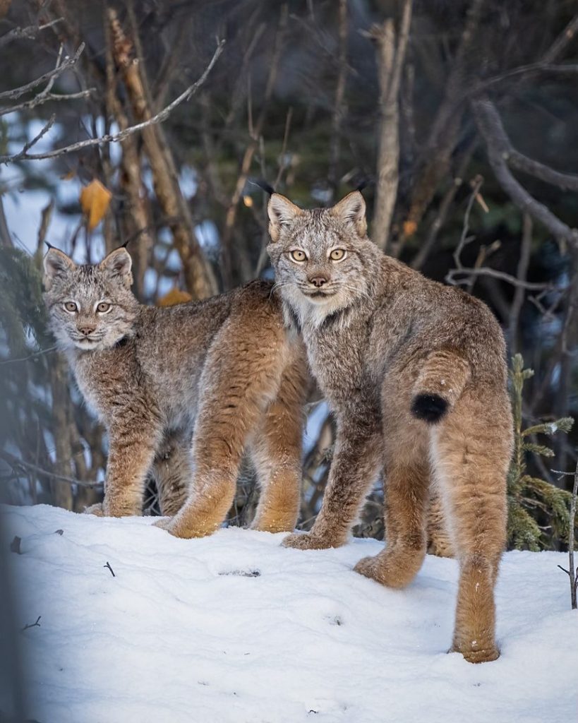 A mother Lynx and her cub