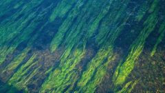 Shark Bay Sea Grass