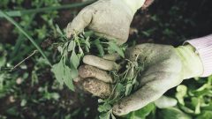 National Weed Your Garden Day