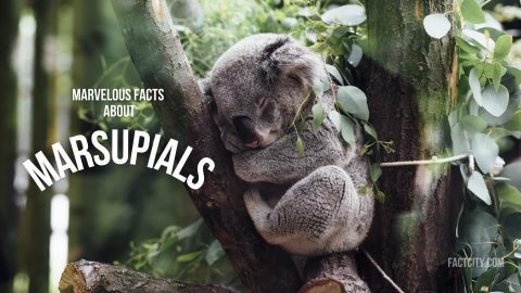 Koala bear marsupial