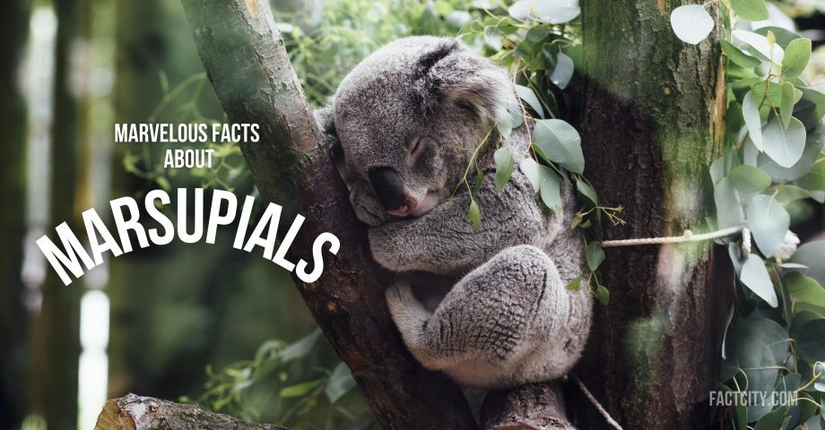 Koala bear marsupial