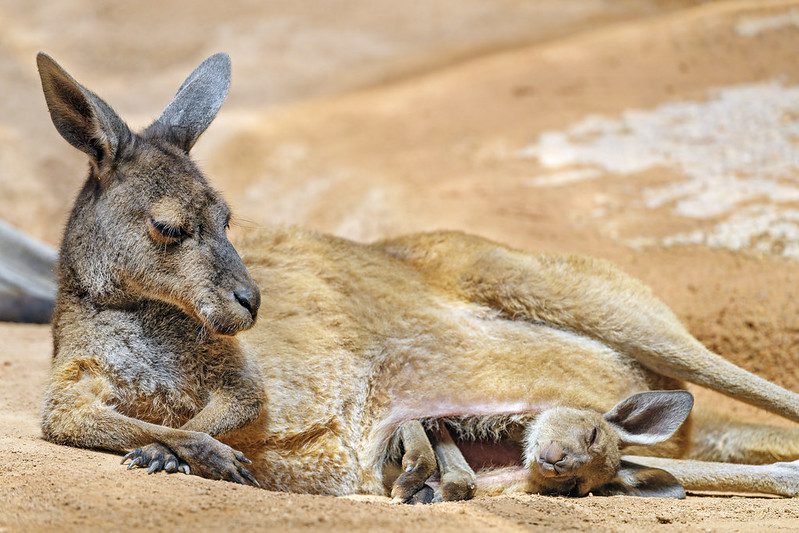 Kangaroo and its joey in its pouch