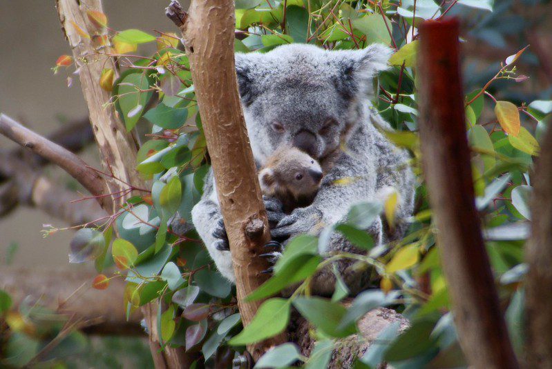 Koala and its baby