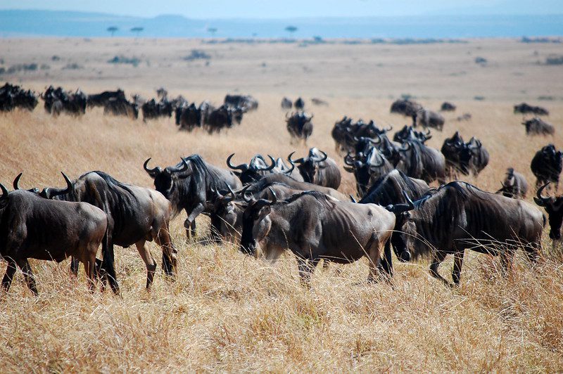 A confusion of wildebeest