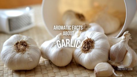 Garlic header