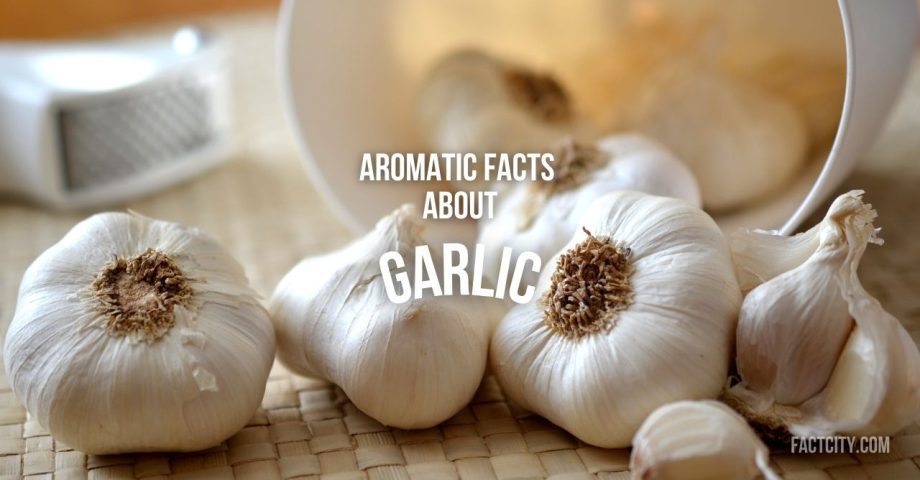 Garlic header