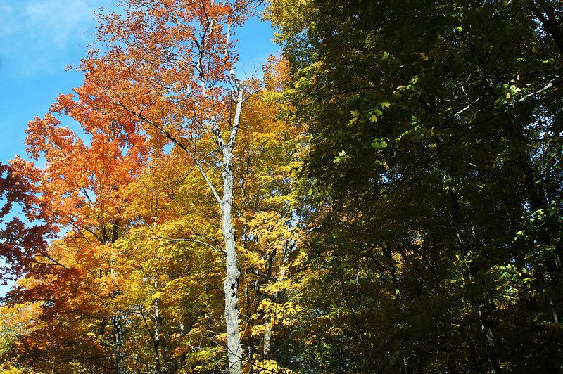 Vermont's changing leaves