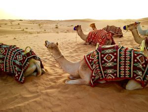 Exposing the desert by camel