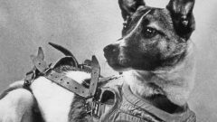 laika the soviet dog