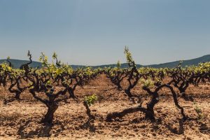 Grape vines in Napa Valley