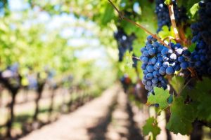 ripe grapes in Napa Valley