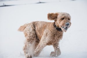 Poodle running in the snow