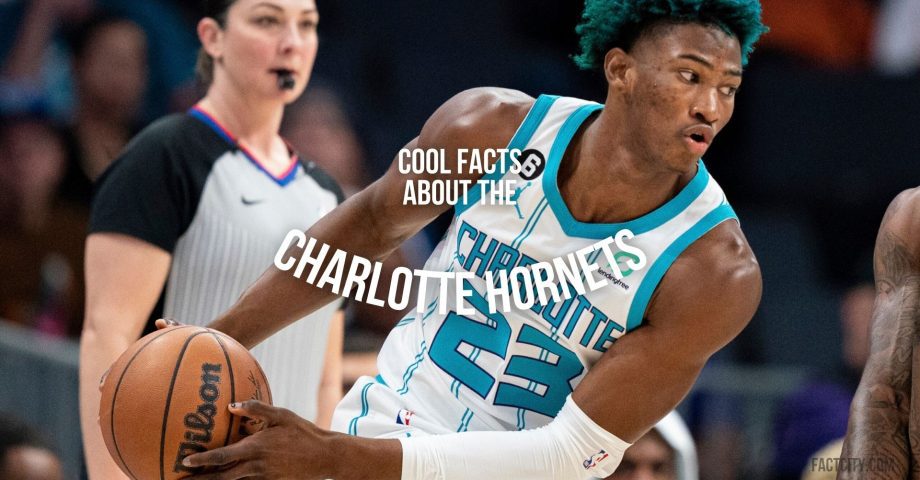 The Charlotte Hornets