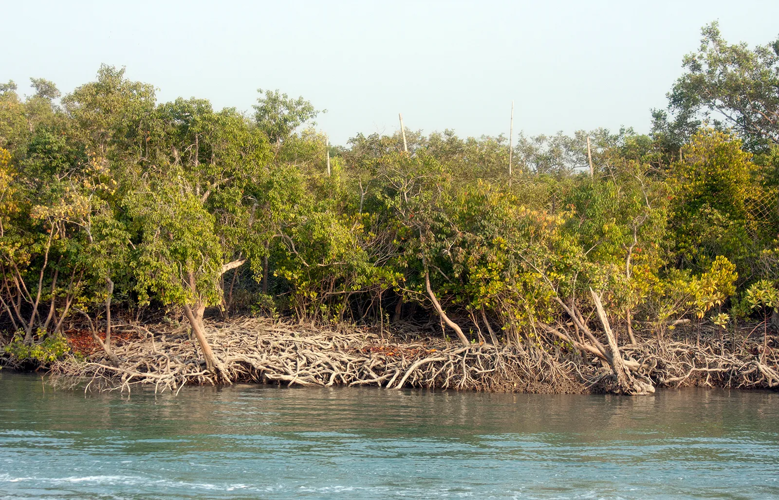 Mangroves in Sundarbans