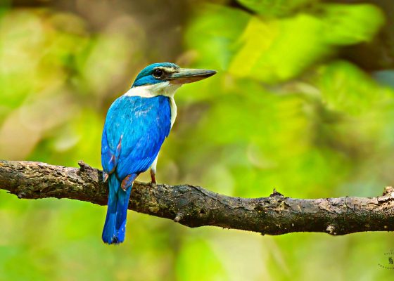 Sundarbans birdwatching