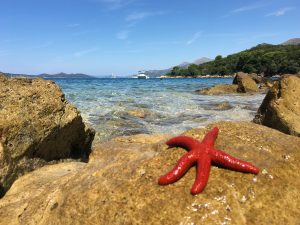 fun facts about starfish