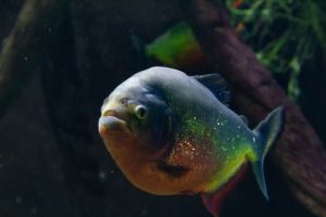 interesting facts about Piranhas
