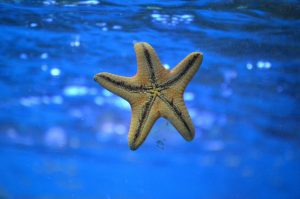 starfish facts